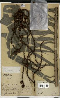 spécimen de Calamus rhabdocladus