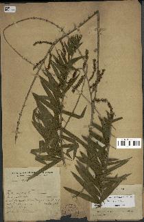 spécimen de Calamus viminalis