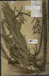 spécimen de Calamus viminalis