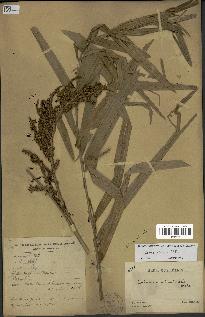 spécimen de Calamus viminalis