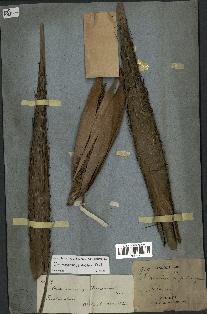 spécimen de Daemonorops jenkinsiana