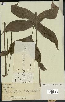 spécimen de Geonoma acaulis
