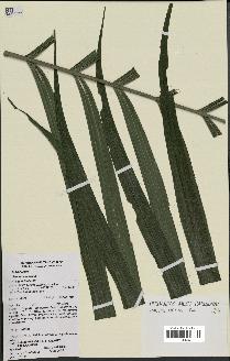 spécimen de Geonoma maxima