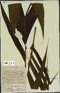 spécimen de Geonoma sp.