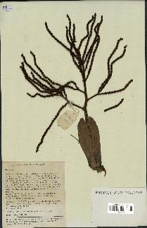 spécimen de Geonoma sp.