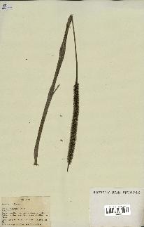 spécimen de Geonoma acaulis