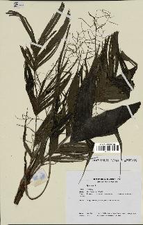 spécimen de Dypsis sp.