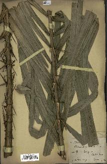 spécimen de Calamus rudentum