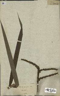 spécimen de Calamus rudentum