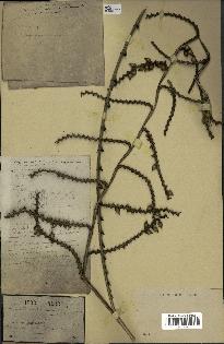 spécimen de Calamus rudentum