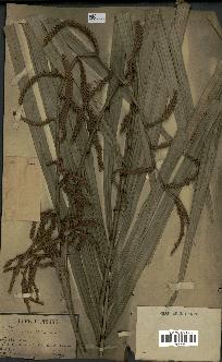 spécimen de Calamus rudentum