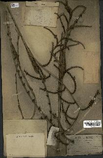 spécimen de Calamus rudentum