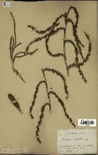 spécimen de Calamus rudentum