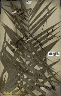 spécimen de Calamus reinwardtii