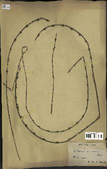 spécimen de Calamus rudentum