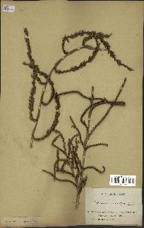 spécimen de Calamus rudentum