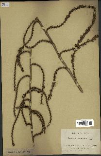spécimen de Calamus rudentum