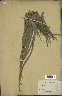spécimen de Calamus rudentum