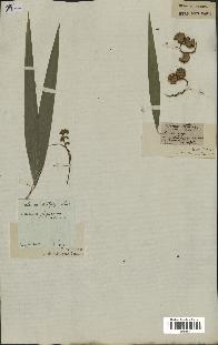 spécimen de Calamus rotang