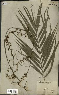 spécimen de Calamus rotang