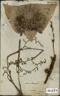 spécimen de Calamus rotang
