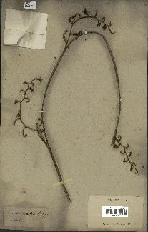 spécimen de Calamus rotang