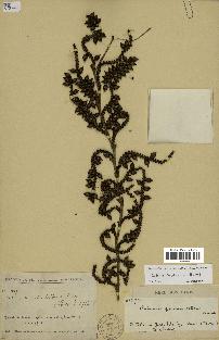 spécimen de Calamus rhabdocladus