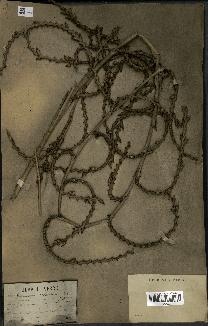 spécimen de Calamus rudentum