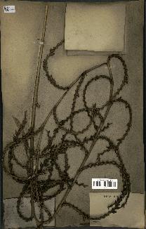 spécimen de Calamus rudentum
