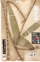 spécimen de Calamus sp.