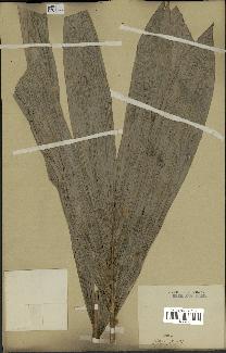 spécimen de Calamus sp.