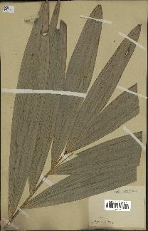 spécimen de Calamus sp.