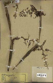 spécimen de Calamus sp.