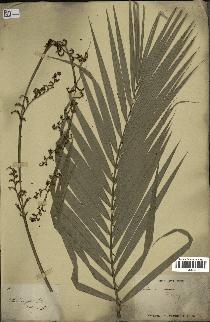 spécimen de Calamus viminalis
