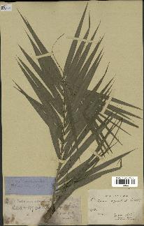 spécimen de Calamus equestris