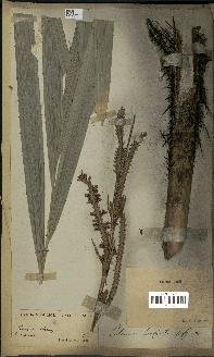 spécimen de Calamus longisetus