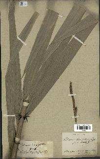 spécimen de Calamus longisetus