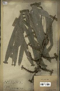 spécimen de Calamus longisetus