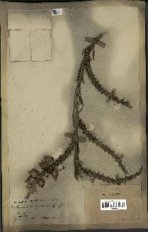 spécimen de Calamus longisetus
