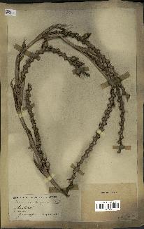 spécimen de Calamus longisetus