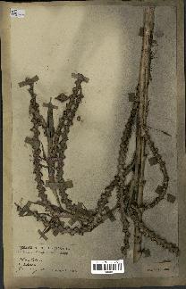 spécimen de Calamus longisetus