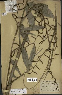 spécimen de Calamus palustris