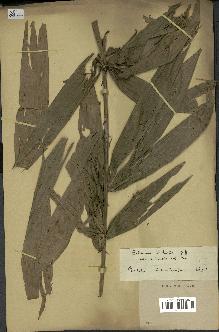 spécimen de Calamus palustris