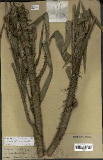 spécimen de Calamus palustris