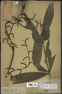 spécimen de Calamus palustris