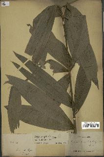 spécimen de Calamus palustris