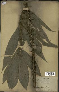 spécimen de Calamus palustris