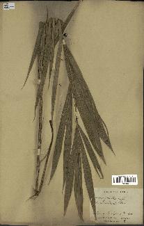 spécimen de Calamus palustris