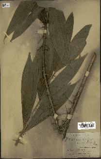 spécimen de Calamus palustris