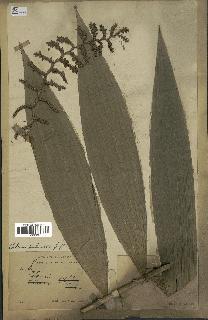 spécimen de Calamus palustris